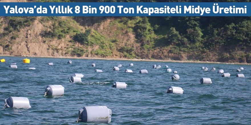 Yalova’da Yıllık 8 Bin 900 Ton Kapasiteli Midye Üretimi