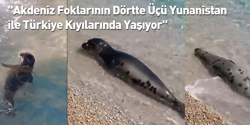 "Akdeniz Foklarının Dörtte Üçü Yunanistan ile Türkiye Kıyılarında Yaşıyor"