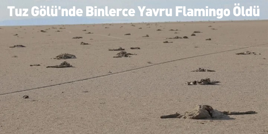 Tuz Gölü'nde Binlerce Yavru Flamingo Öldü