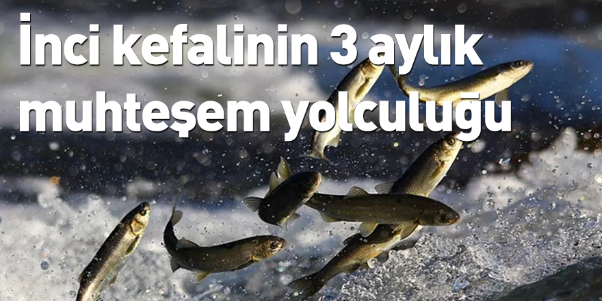 İnci kefalinin 3 aylık muhteşem yolculuğu