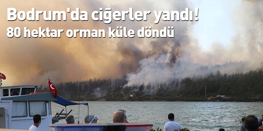 Bodrum'da ciğerler yandı! 80 hektar orman küle döndü