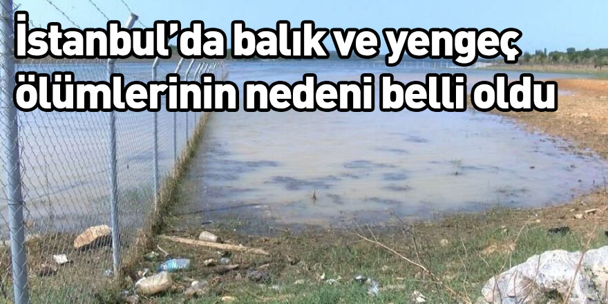 İstanbul’da balık ve yengeç ölümlerinin nedeni belli oldu