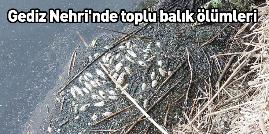 Gediz Nehri'nde toplu balık ölümleri