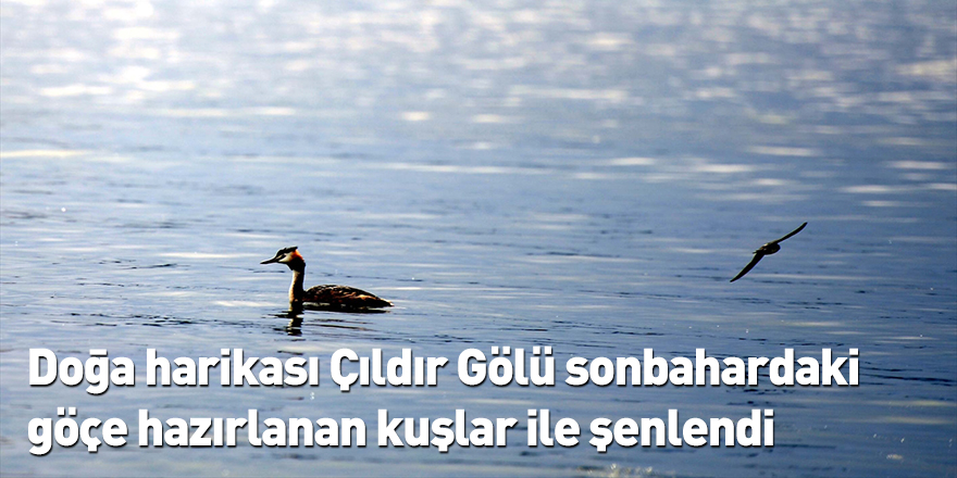 Doğa harikası Çıldır Gölü sonbahardaki göçe hazırlanan kuşlar ile şenlendi