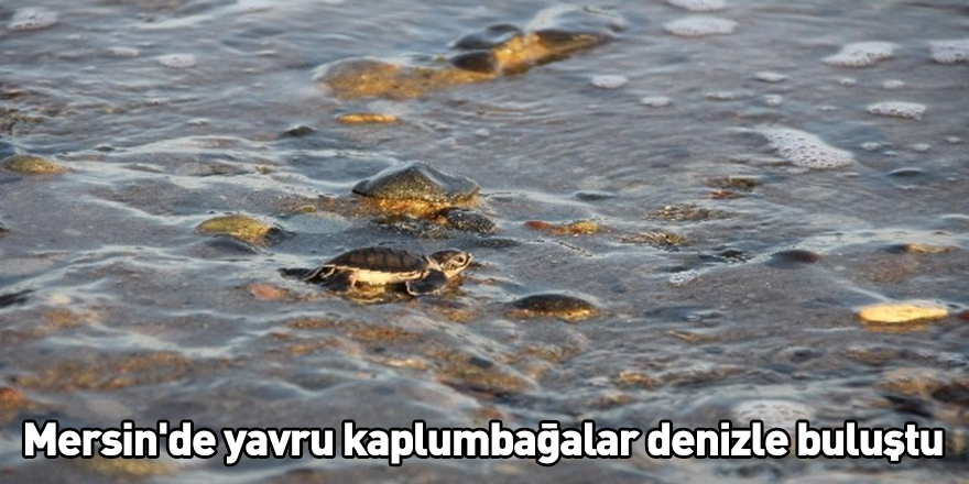Mersin'de yavru kaplumbağalar denizle buluştu