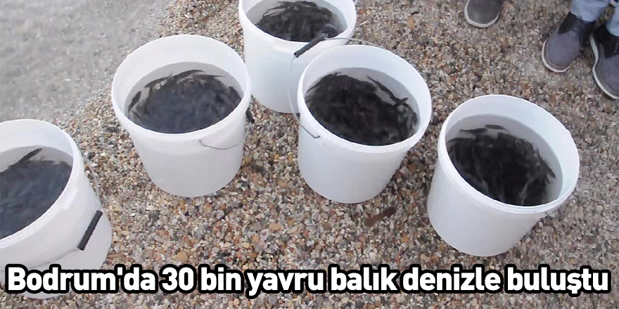 Bodrum'da 30 bin yavru balık denizle buluştu