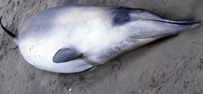 Avustralya'da gagalı balina kıyıya vurdu