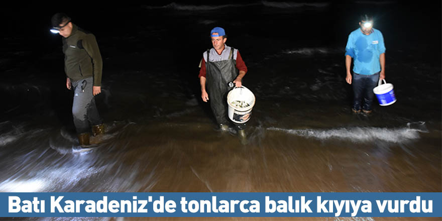 Batı Karadeniz'de tonlarca balık kıyıya vurdu