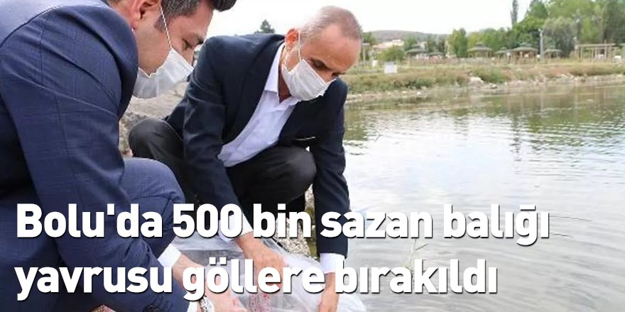 Bolu'da 500 bin sazan balığı yavrusu göllere bırakıldı