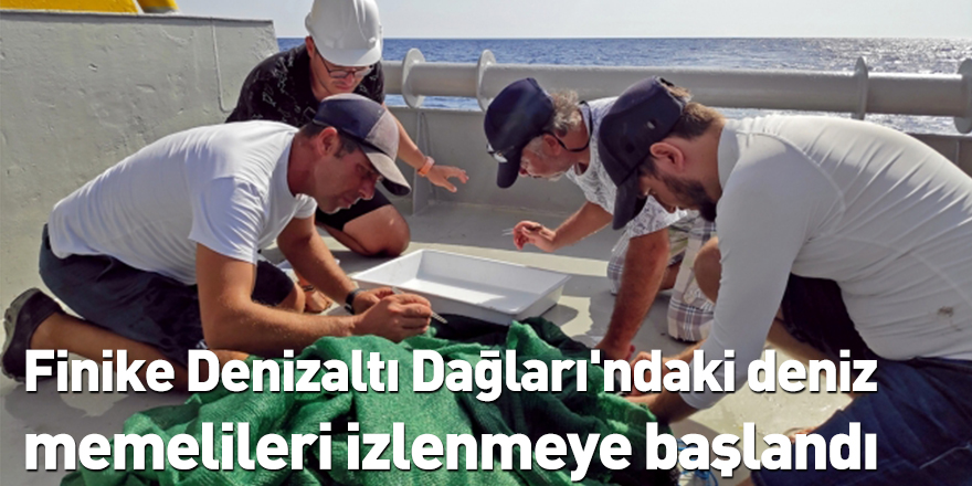 Finike Denizaltı Dağları'ndaki deniz memelileri izlenmeye başlandı