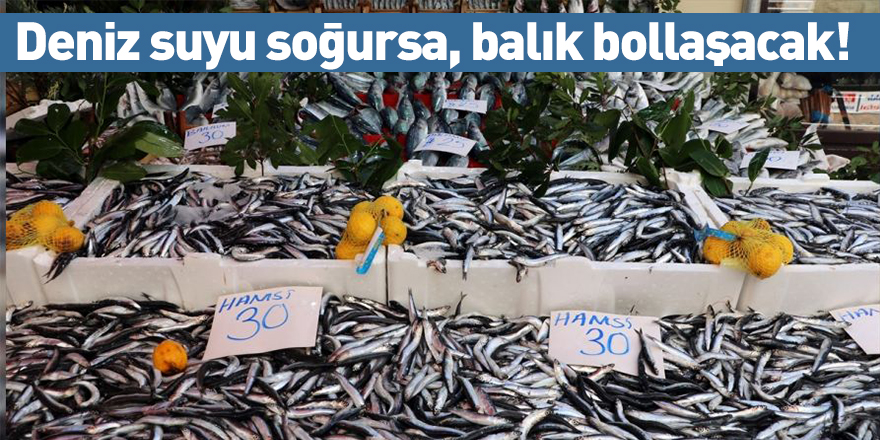 Deniz suyu soğursa, balık bollaşacak!