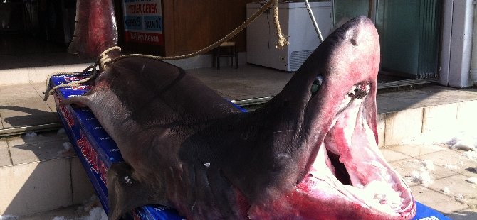 Dev köpek balığı Marmara'da yakalandı