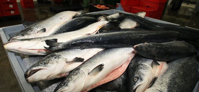 Rusya, balık ticaretinde "elektronik" devrime hazırlanıyor