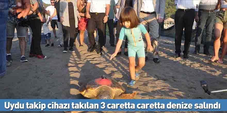 Uydu takip cihazı takılan 3 caretta caretta denize salındı