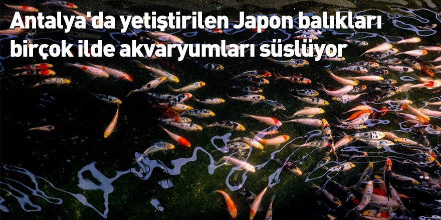 Antalya'da yetiştirilen Japon balıkları birçok ilde akvaryumları süslüyor