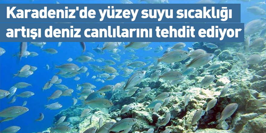 Karadeniz'de yüzey suyu sıcaklığı artışı deniz canlılarını tehdit ediyor