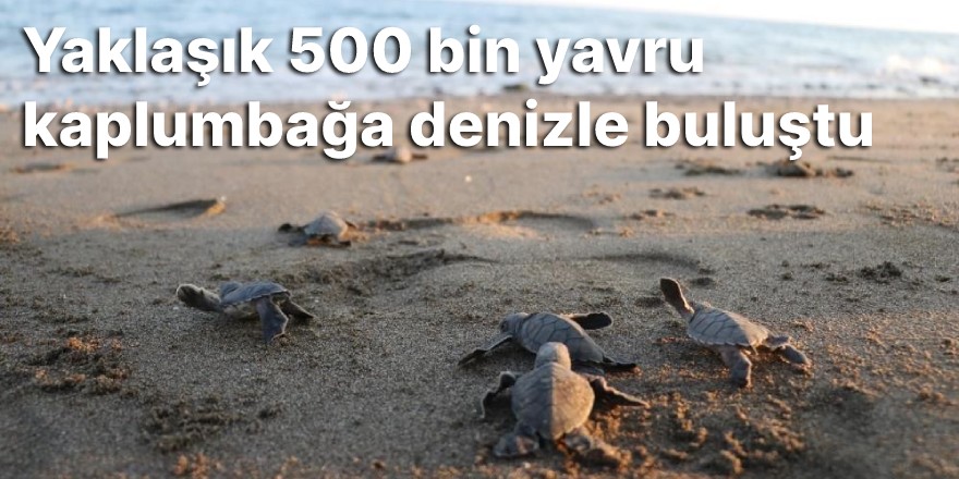 Yaklaşık 500 bin yavru kaplumbağa denizle buluştu