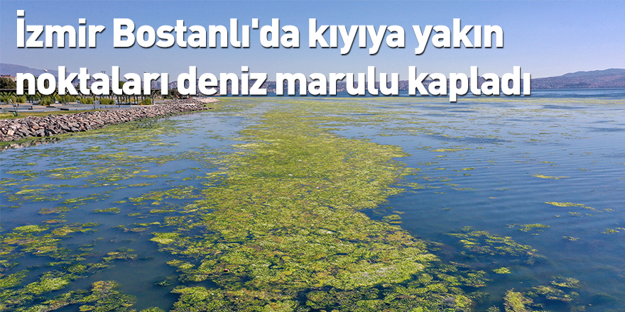 İzmir Bostanlı'da kıyıya yakın noktaları deniz marulu kapladı