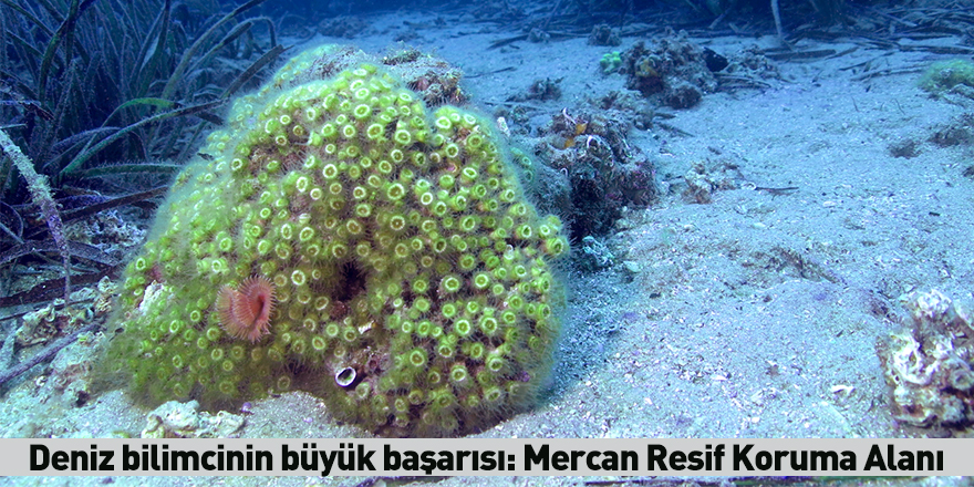 Deniz bilimcinin büyük başarısı: Mercan Resif Koruma Alanı