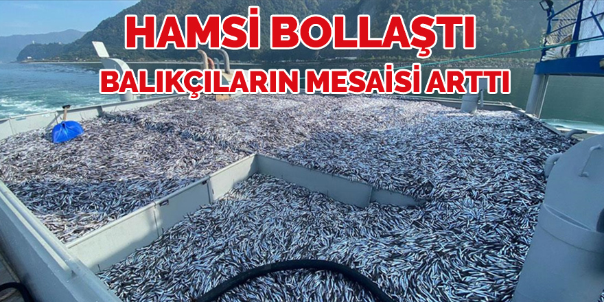 Hamsi bollaştı balıkçıların mesaisi arttı