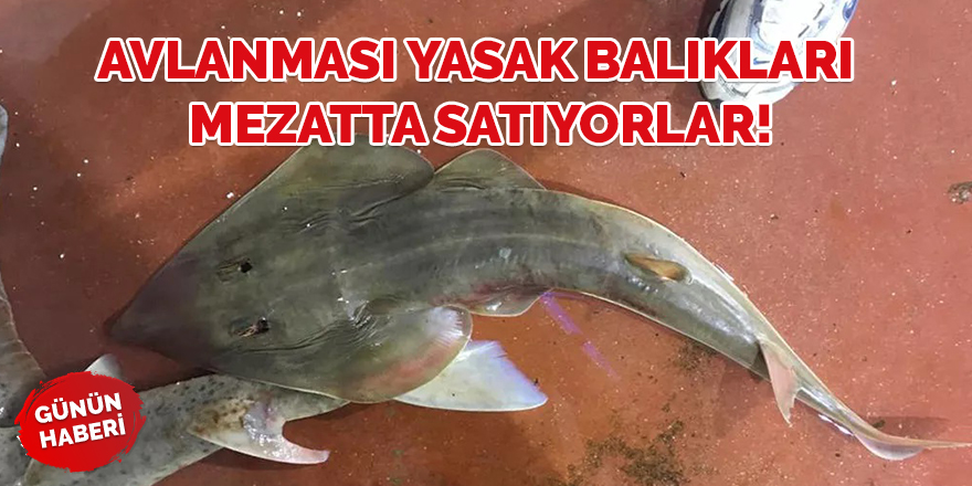 Avlanması yasak balıkları mezatta satıyorlar!