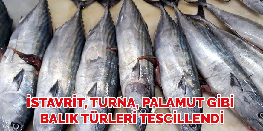 İstavrit, turna, palamut gibi balık türleri tescillendi