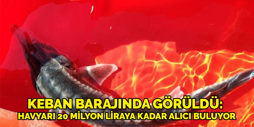 Keban Barajında görüldü: Havyarı 20 milyon liraya kadar alıcı buluyor