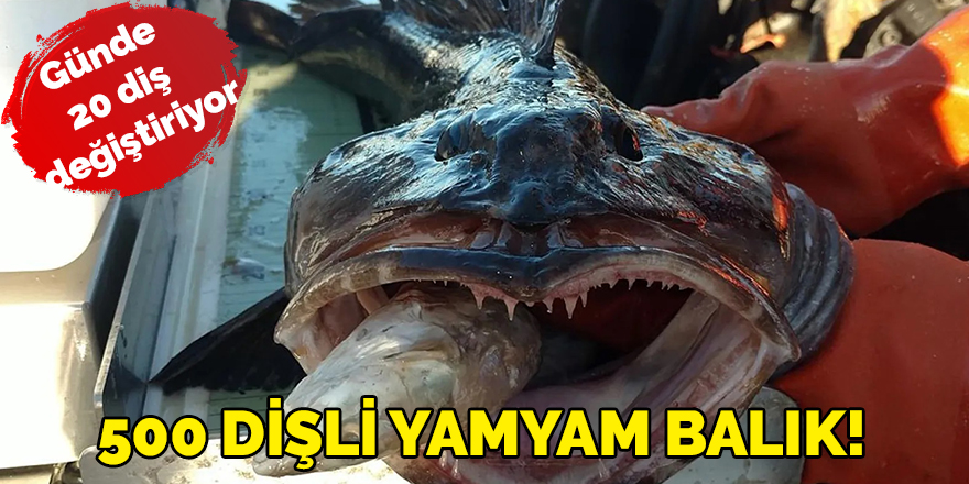 500 dişli yamyam balık!