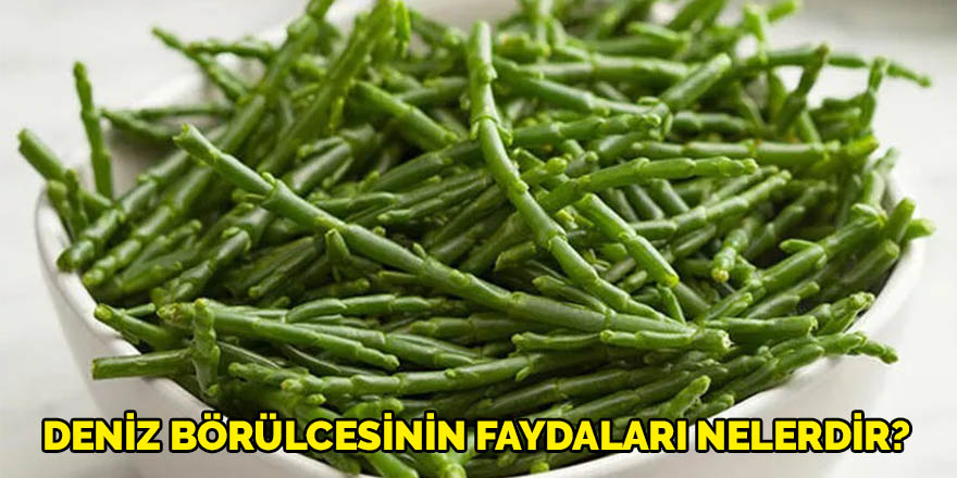 deniz börülcesinin faydaları nelerdir?