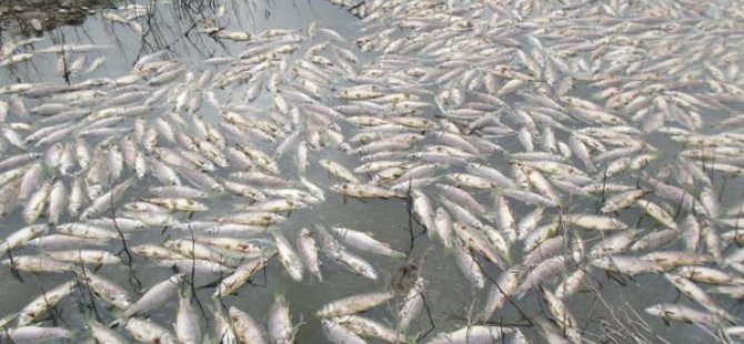 Kızılırmak'taki balık ölümleri endişe yarattı