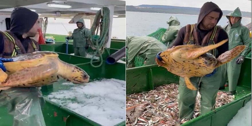 Balıkçı Ağına Takılan Caretta Caretta Doğal Ortamına Bırakıldı