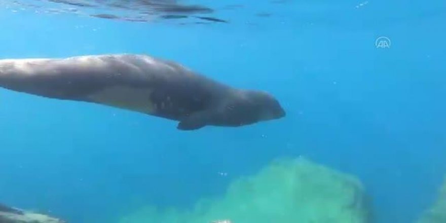 Bodrum'da Amatör Balıkçı, Akdeniz Fokunu Sualtı Kamerasıyla Görüntüledi