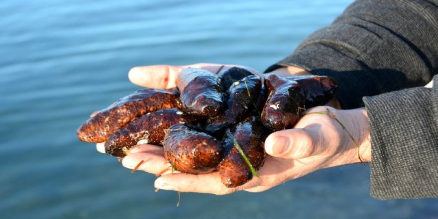 İzmir'de Kaçak Deniz Patlıcanı Avlayan 5 Kişiye Para Cezası Kesildi