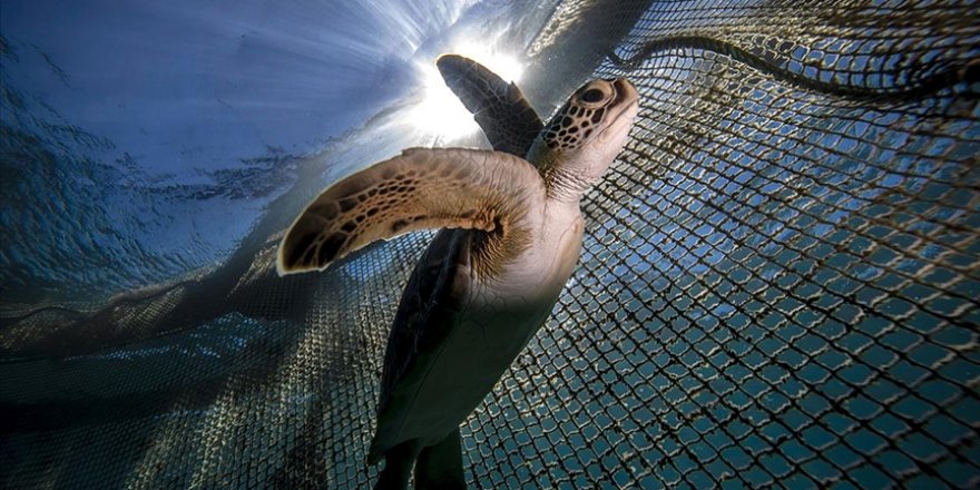Deniz kaplumbağaları: Kadim Denizcilerin Tehlikeli Yolculuğu