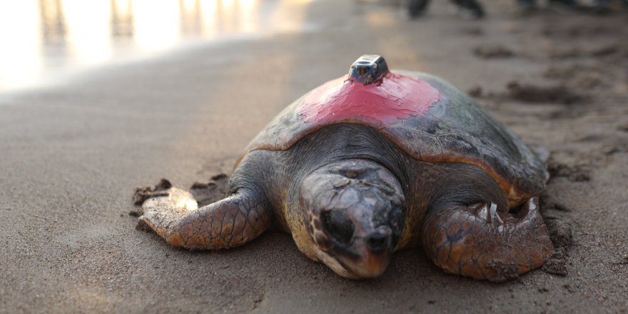 Akdeniz Genelinde Yılda 130 Binin Üzerinde Kaplumbağa Ağlara Takılıyor