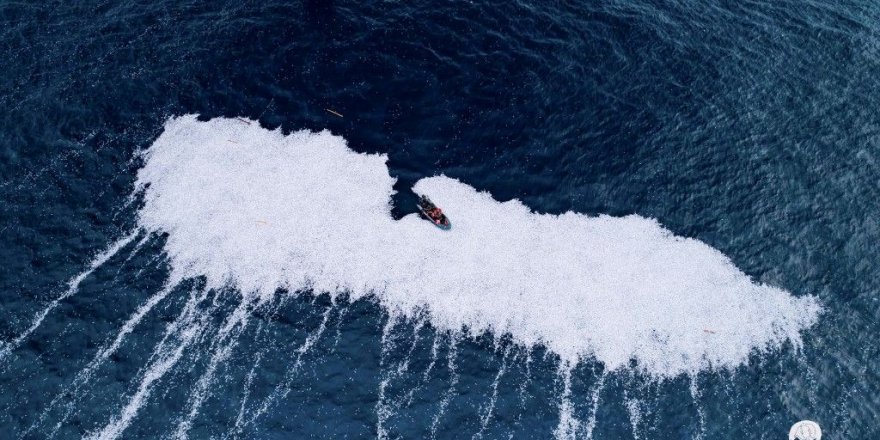 Fransa'da 100 Binden Fazla Balık Denize Döküldü