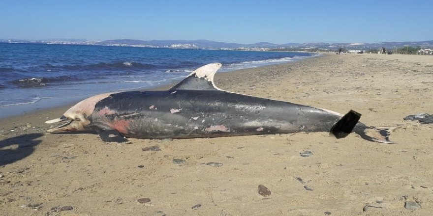 Kuşadası'nda Nadir Görülen Deniz Canlıları Ölü Olarak Bulundu