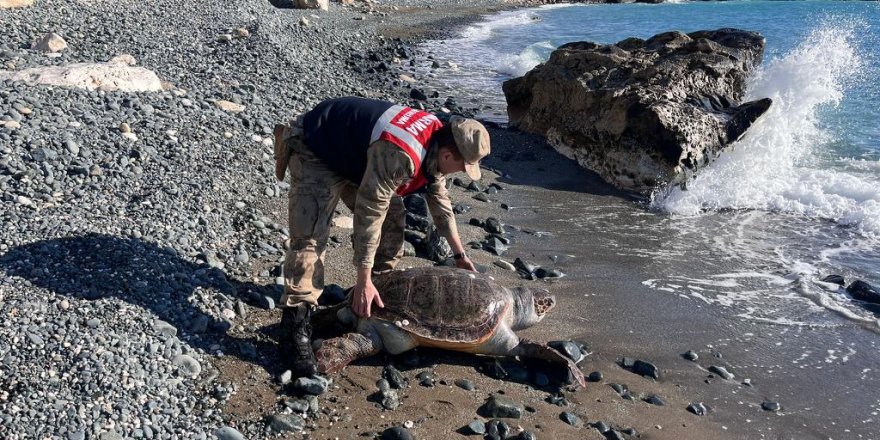 Hatay'da Yaralı Bulunan Deniz Kaplumbağası Tedaviye Alındı