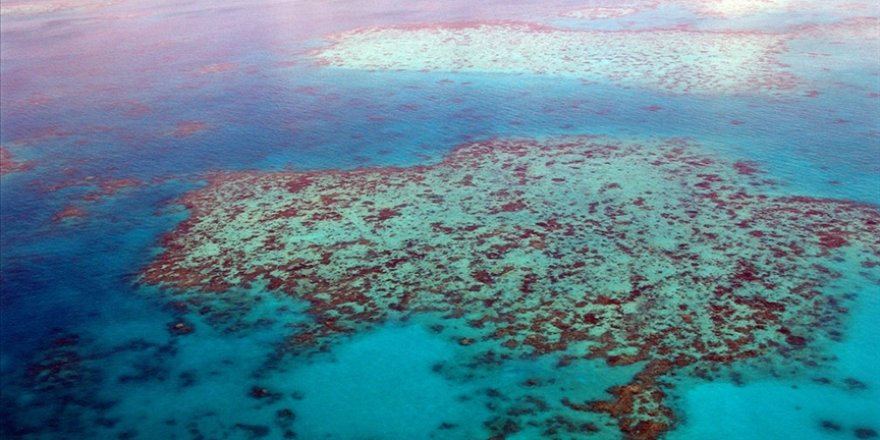 Büyük Set Resifi Yeni Bir Toplu Ağarma İle Tahrip Oldu