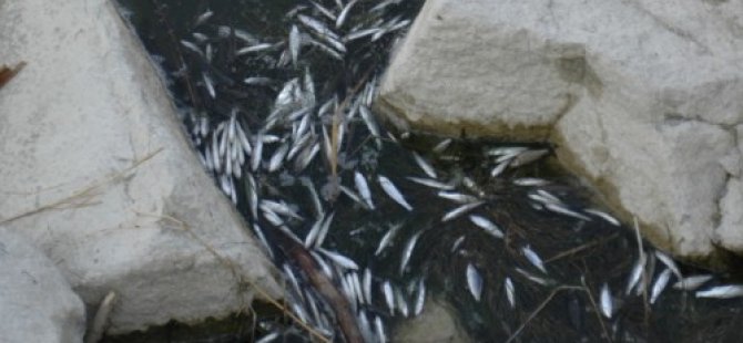 Ceyhan'da meydana gelen balık ölümleri inceleniyor