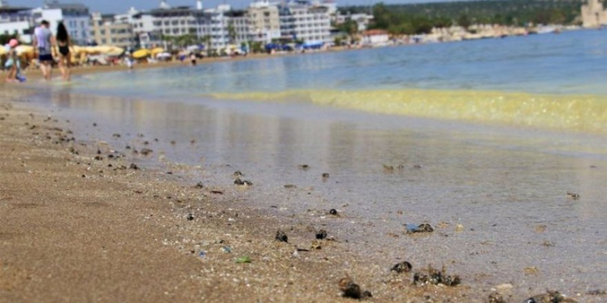 Mersin'de Sahilde Binlerce Arı Öldü!