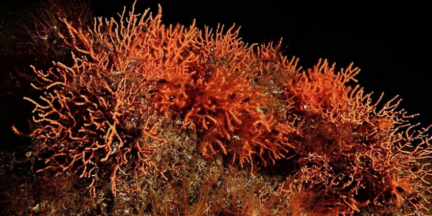 Marmara Denizi'ne Ekilen Mercanlar Çoğalmaya Başladı