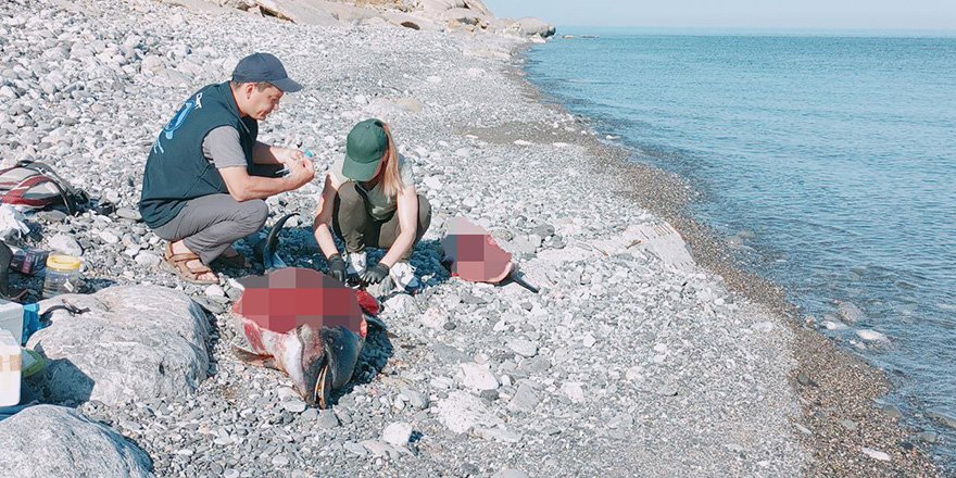 Karadeniz'de Görülen Yunus Ölümleri Araştırılıyor