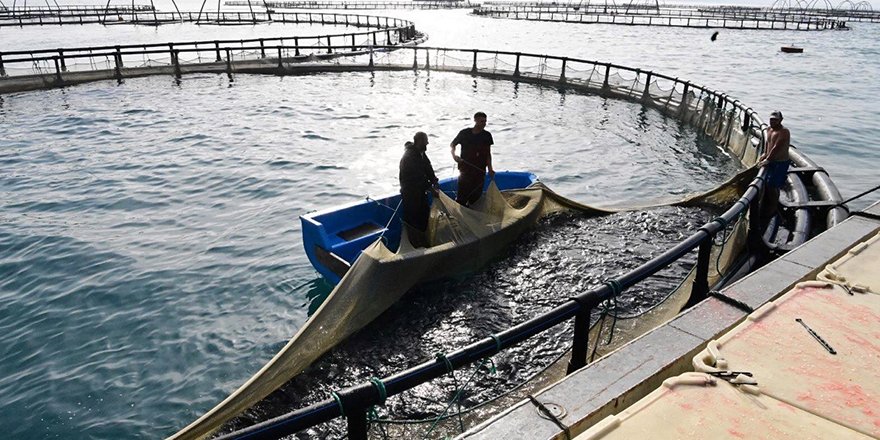 Sinop'ta Yetiştirilen Türk Somonundan 80 milyon Dolarlık İhracat Hedefi