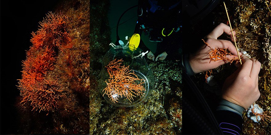 Penti ve Deniz Yaşamını Koruma Derneği İle Mercanlar Koruma Altında