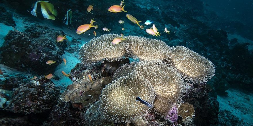 İklim Değişikliği ve Kirlilik Maldivler'in Mercan Resiflerini Tehdit Ediyor