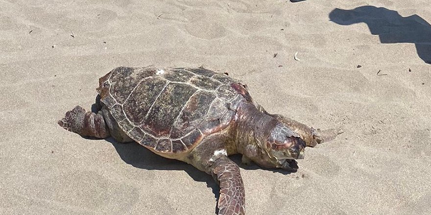 Oltaya Takılan Caretta Carettayı Tekne Kaptanı Kurtardı