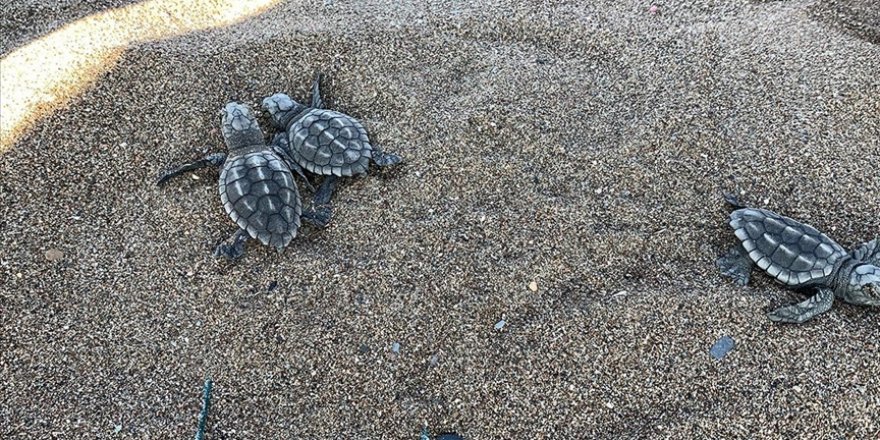 Caretta Caretta Yavruları Mavi Sularla Buluşmaya Başladı