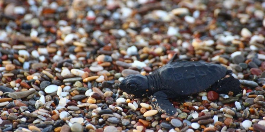 Manavgat'ta Caretta Caretta Yavruları Mavi Sularla Buluşmaya Başladı