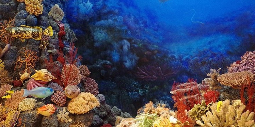 Avustralya'daki 'Büyük Set Resifi'nde Mercan Popülasyonu 36 Yılın En Yüksek Düzeyinde